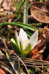 Ornithogalum fimbriatum