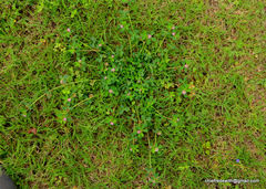 Angiospermae