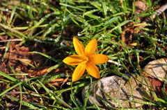 Crocus angustifolius