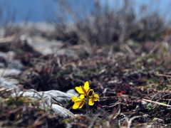 Draba cuspidata