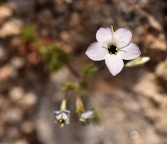 Leptosiphon chrysanthus decorus