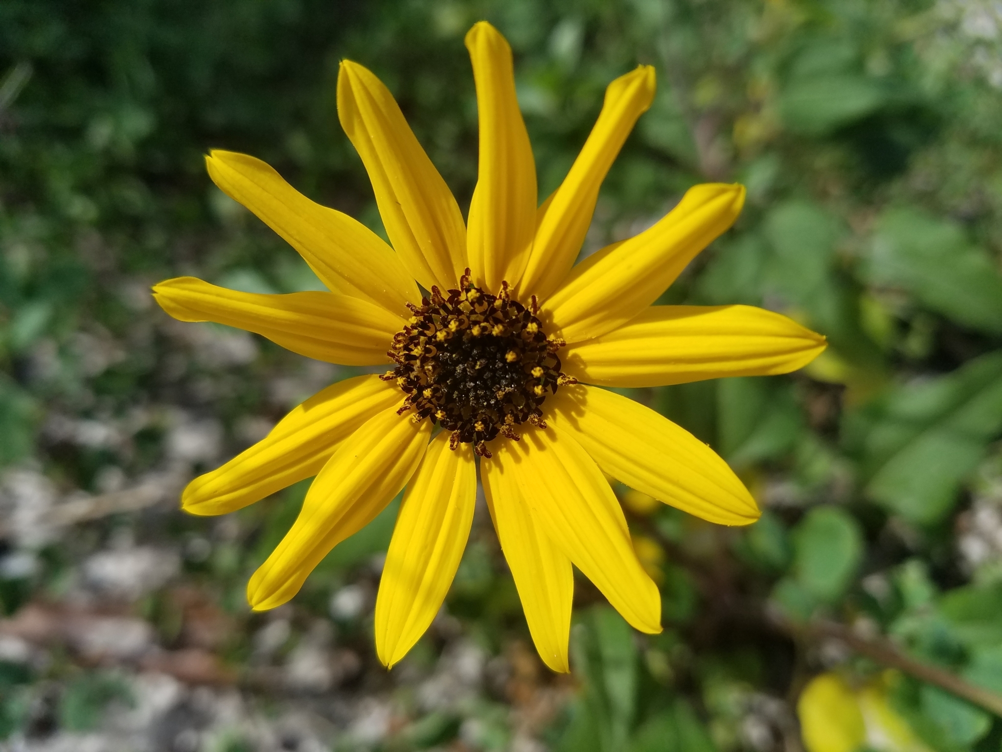 Helianthus debilis ssp. tardiflorus