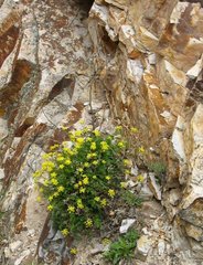 Cymopterus hallii