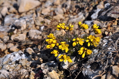 Draba cuspidata