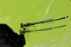 Austrocnemis splendida