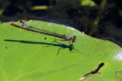 Austrocnemis splendida