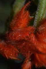 Columnea purpurata