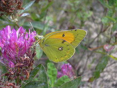 Colias myrmidone