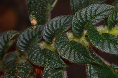 Columnea purpurata