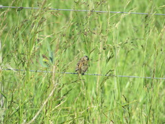 Polystictus pectoralis
