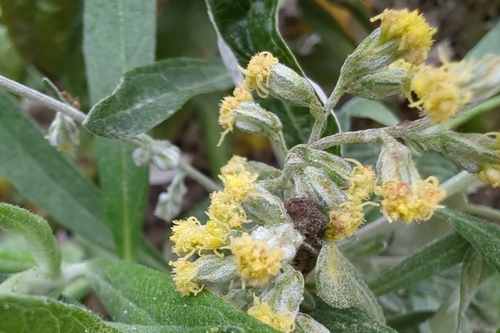 iNaturalist observation photo of California mugwort