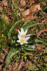 Ornithogalum fimbriatum
