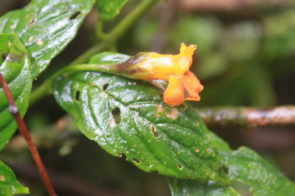Besleria