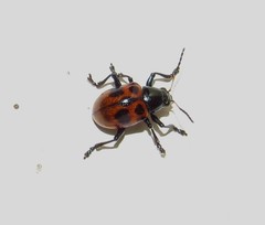 Typophorus basalis