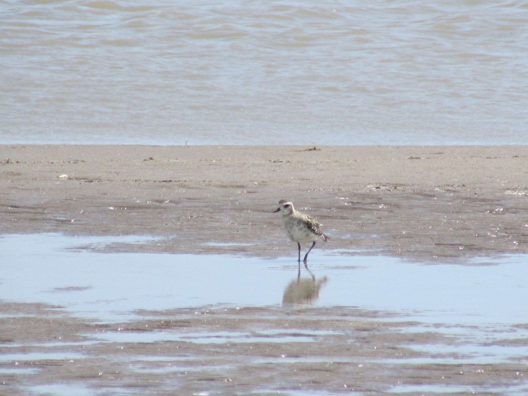 American Golden Plover