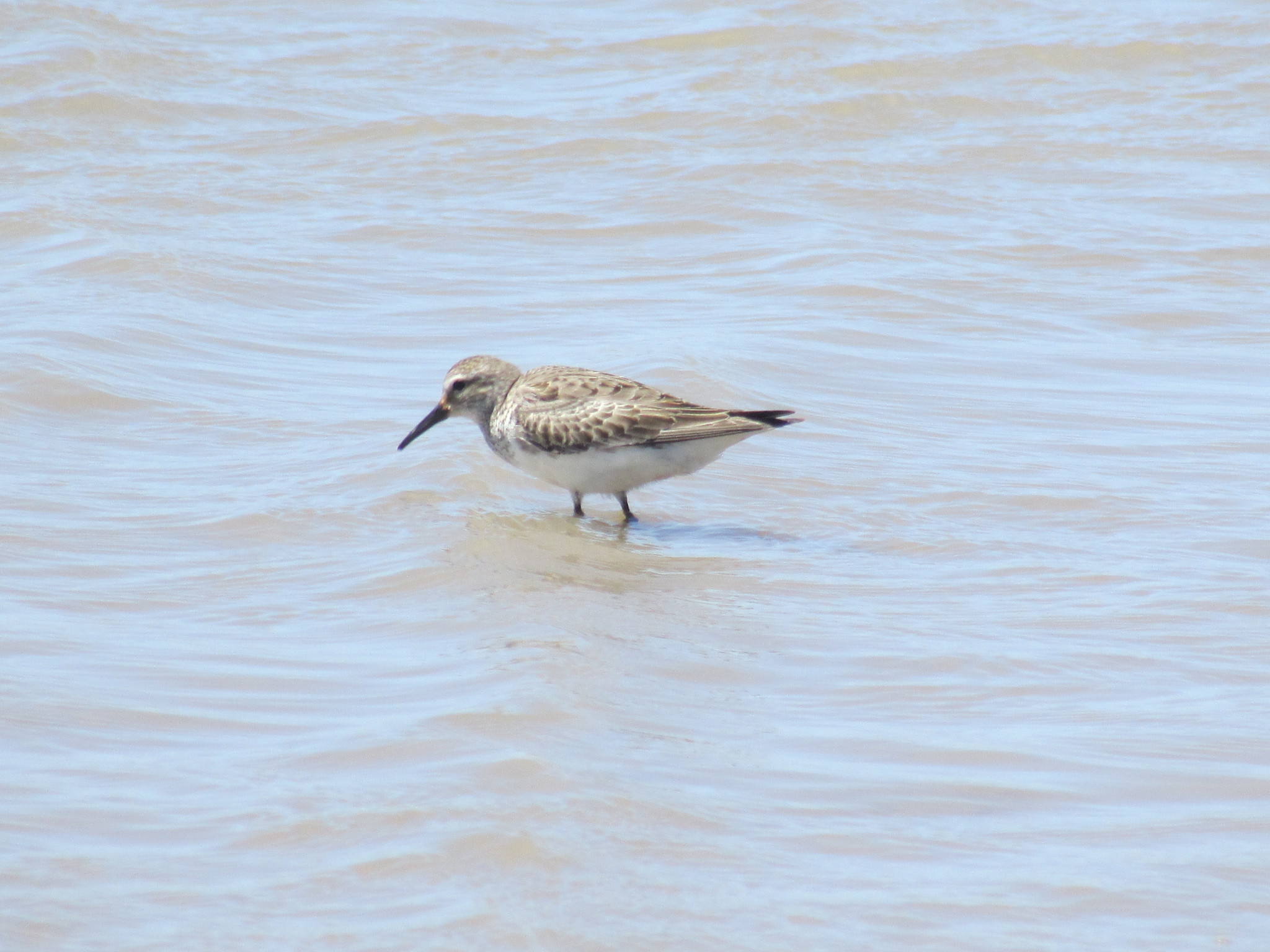 White-rumped Sandpiper
