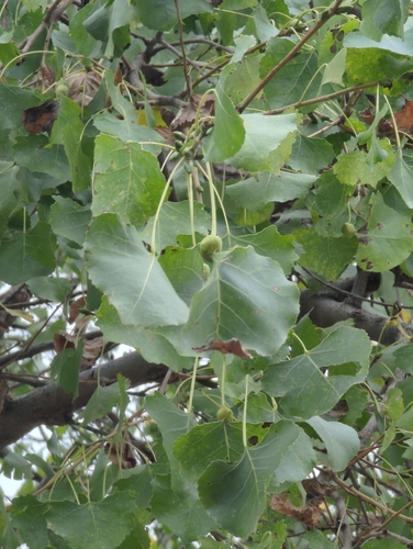 iNaturalist observation photo of Frémont Cottonwood