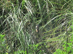 Limnoctites sulphuriferus