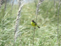 Pseudocolopteryx flaviventris
