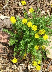 Cymopterus hallii