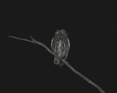 Micrathene whitneyi