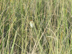 Spartonoica maluroides