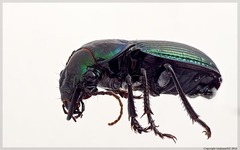 Megadromus antarcticus