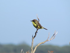 Pseudocolopteryx flaviventris