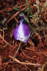 Crocus tauricus