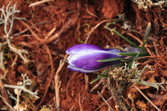 Crocus tauricus