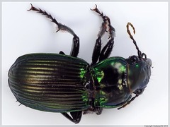 Megadromus antarcticus