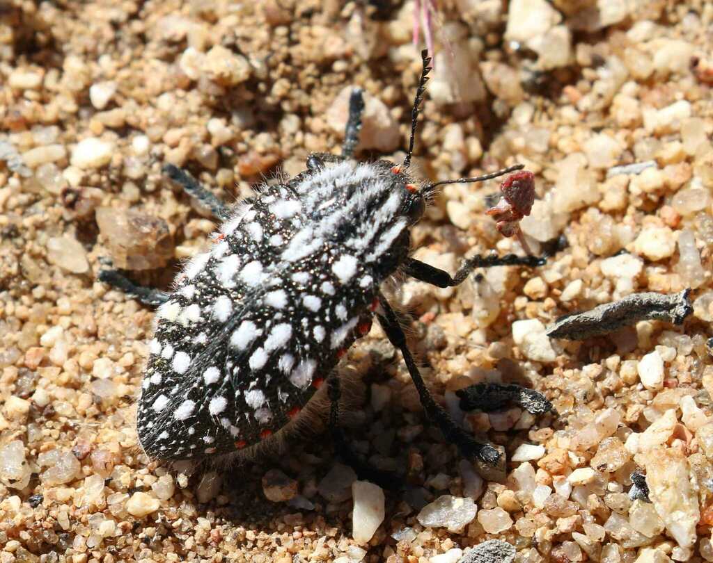 Julodis sulcicollis