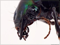 Megadromus antarcticus