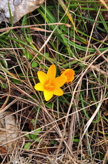 Crocus angustifolius