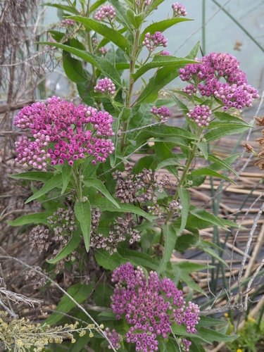 iNaturalist observation photo of marsh fleabane