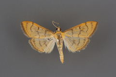 Anania labeculalis