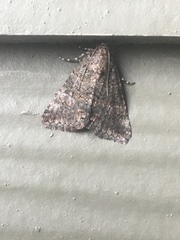 Eubolina impartialis