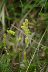 Tofieldia calyculata