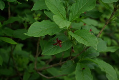 Lonicera alpigena