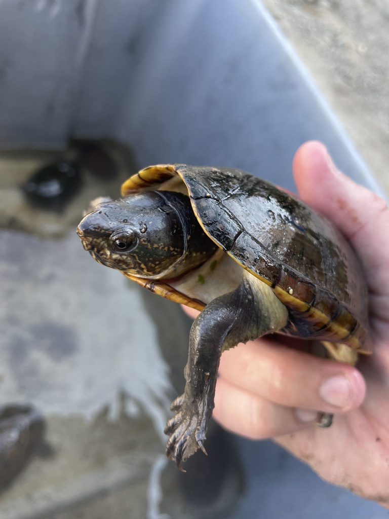 Jalisco Mud Turtle from Carretera Puerto Vallarta - Barra de Navidad ...