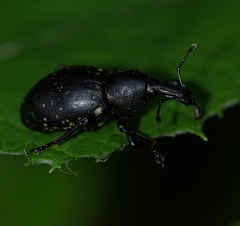 Liparus glabrirostris