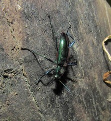Strongylium aurichalceum