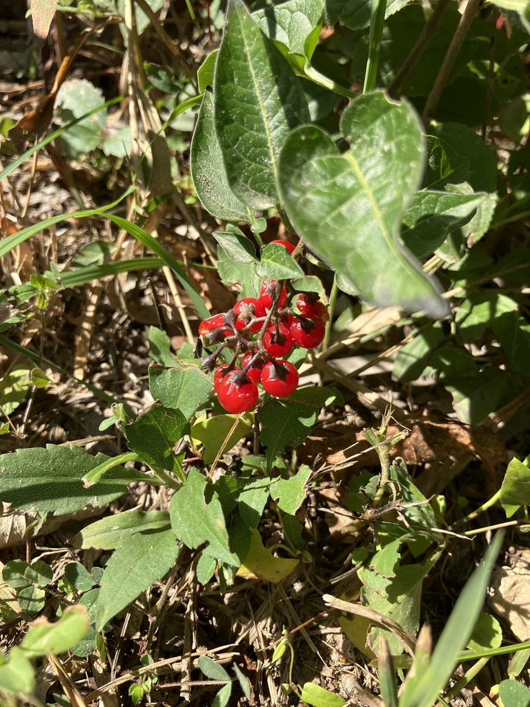bittersweet nightshade from Wood Lake Nature Center, Richfield, MN, US