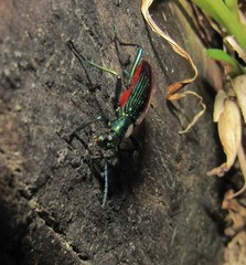 Strongylium aurichalceum