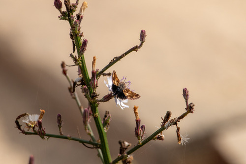 Schinia scarletina photo 2