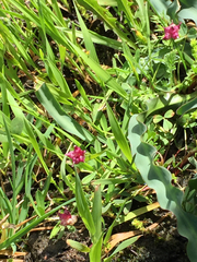 Trifolium depauperatum