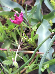 Trifolium depauperatum