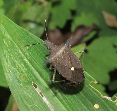 Proxys albopunctulatus
