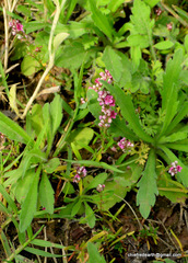 Angiospermae