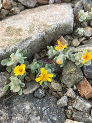 Eriophyllum wallacei